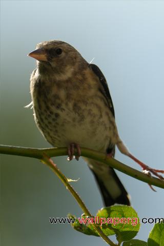 Bird closeup