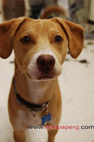 Curious dog