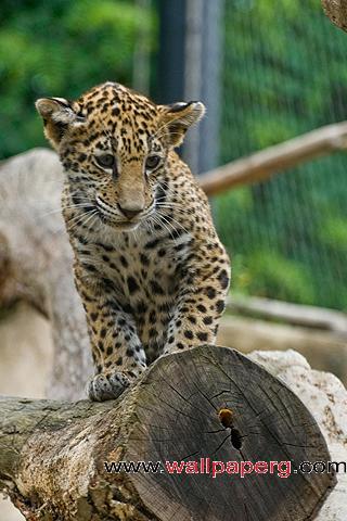 Small leopard cub