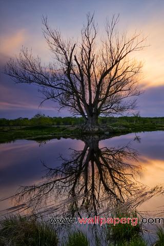 Tree reflection