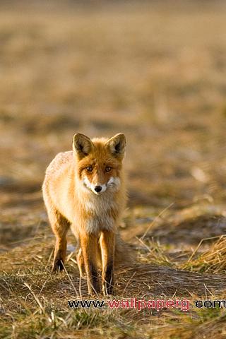 Single fox