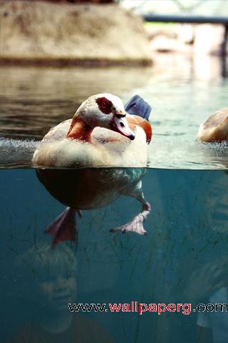 Swimming duck