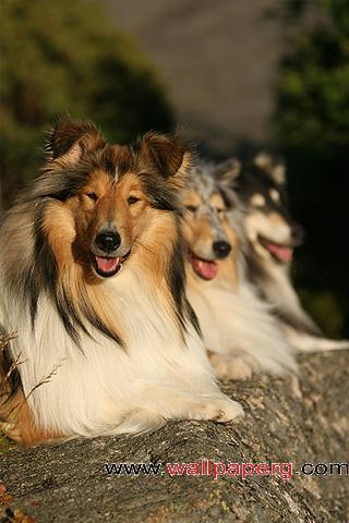 Lassie x 3
