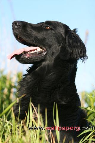 Happy black lab