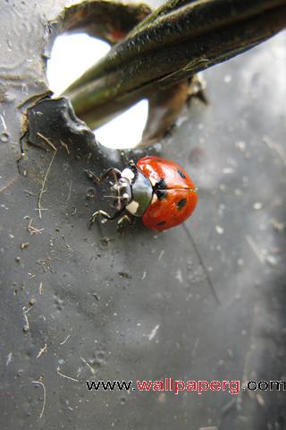 Ladybug closeup