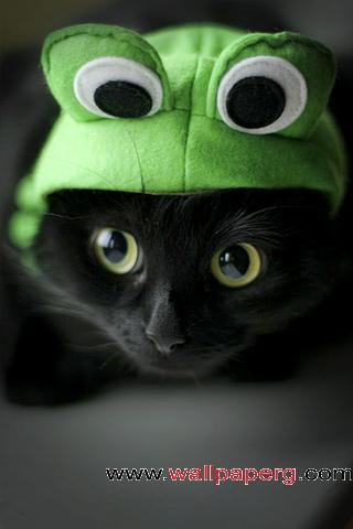 Frog kitty