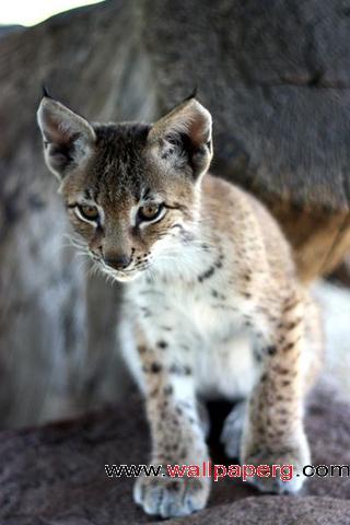 Baby bobcat