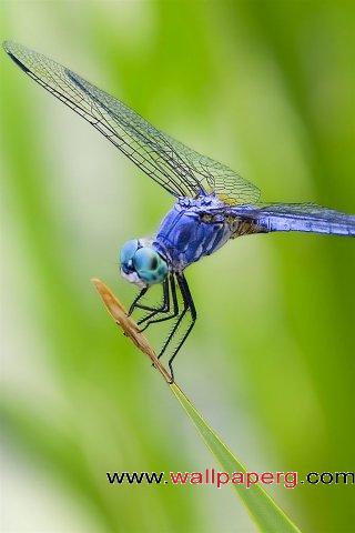 Blue dragonfly