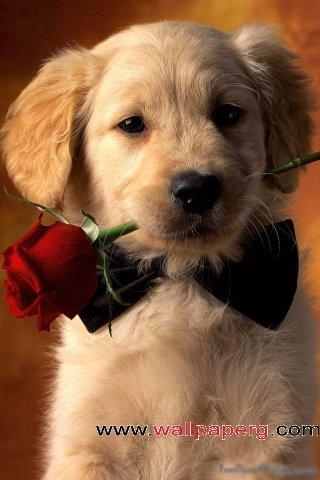 Red rose puppy