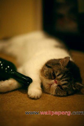 Free Wallpaper Downloads on Download Drunk Cat   Funny Wallpapers For Your Mobile Cell Phone