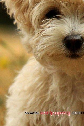 Puppy