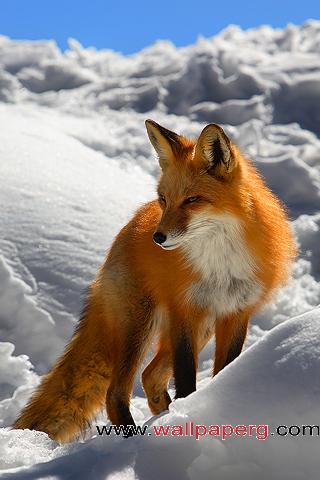 Winter fox