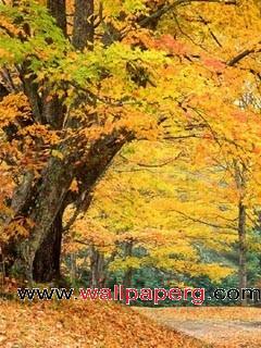 Nice hd autumn leaves 