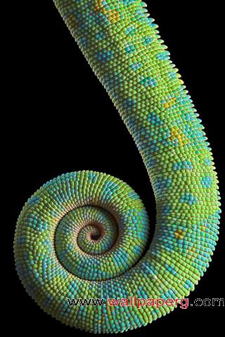 Chameleon tail