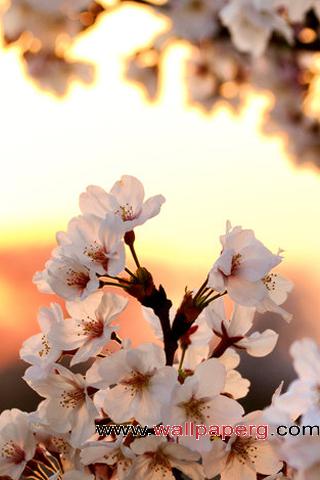 Sunrise blossom