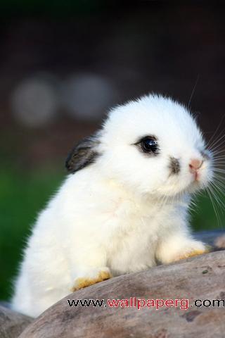 Little bunny