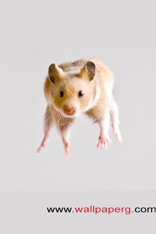 Hamster jump