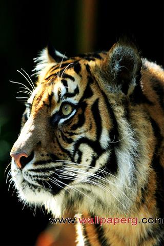 Sumatran tiger