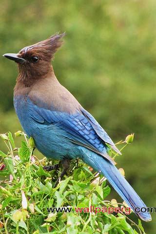 Blue bird