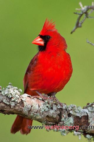 Cardinal