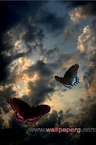 Dusk butterflies