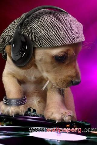 Dj puppy