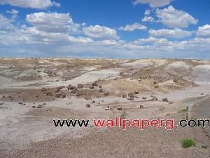 Petrified forest