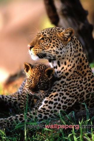 African leopard family