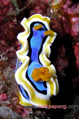 Sea slug