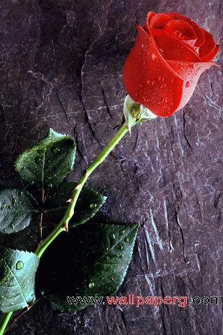 True red rose love forever