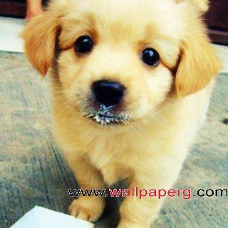 Cute puppy 01