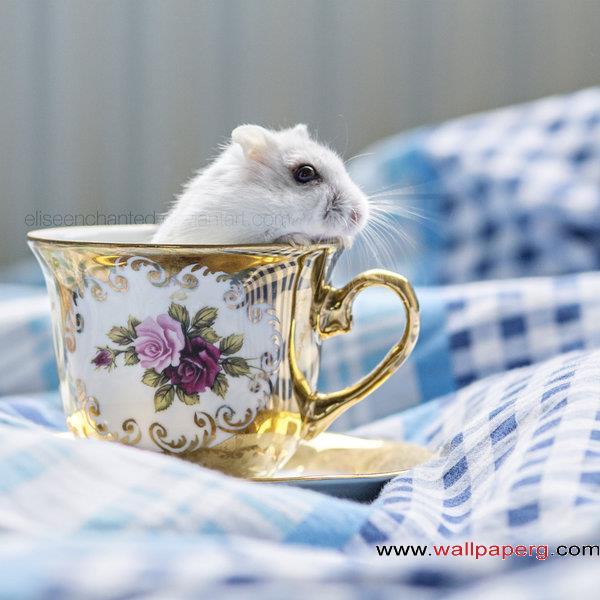 A mice in the cup