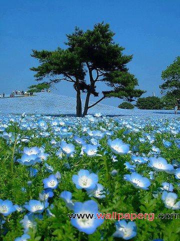 Download Blue flowers - 3d hd nature wallpapers for your mobile cell phone