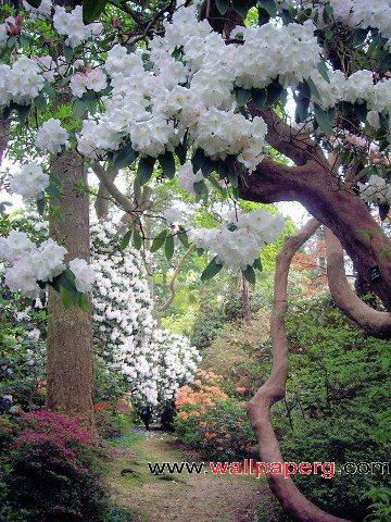 White flowers in park