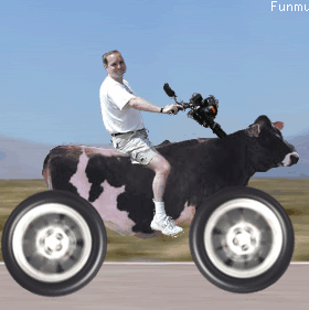 Download Cow motorbike funny wallpaper - Funny wallpapers for your mobile  cell phone