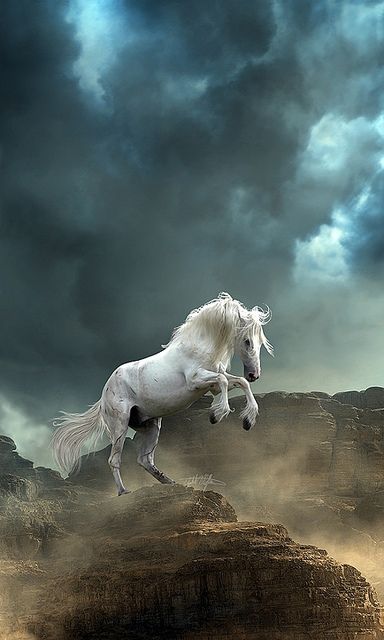 Download Beautiful white horse - Wild animals for your mobile cell phone