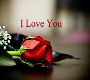 Download Red rose i love you quote - Heart touching love quote for your  mobile cell phone