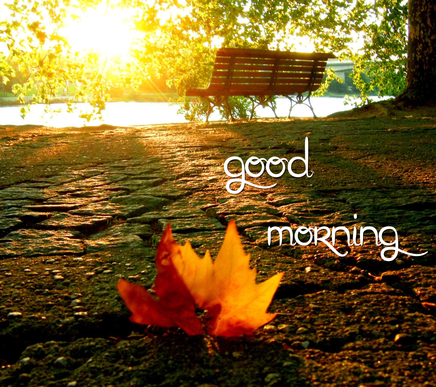 Download Good morning(7) - Good morning wallpapers for your mobile cell  phone