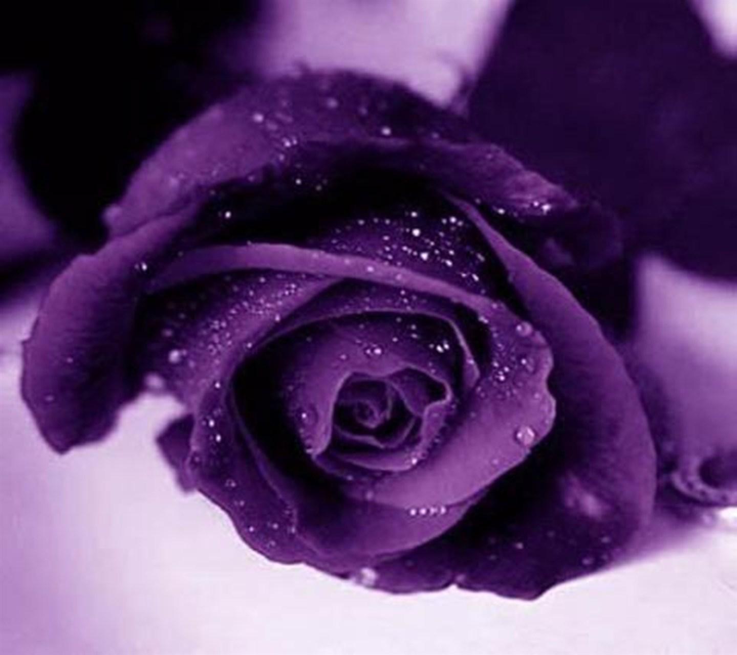 Download Cardinal purple rose - Heart and rose hd wallpaper for your mobile  cell phone