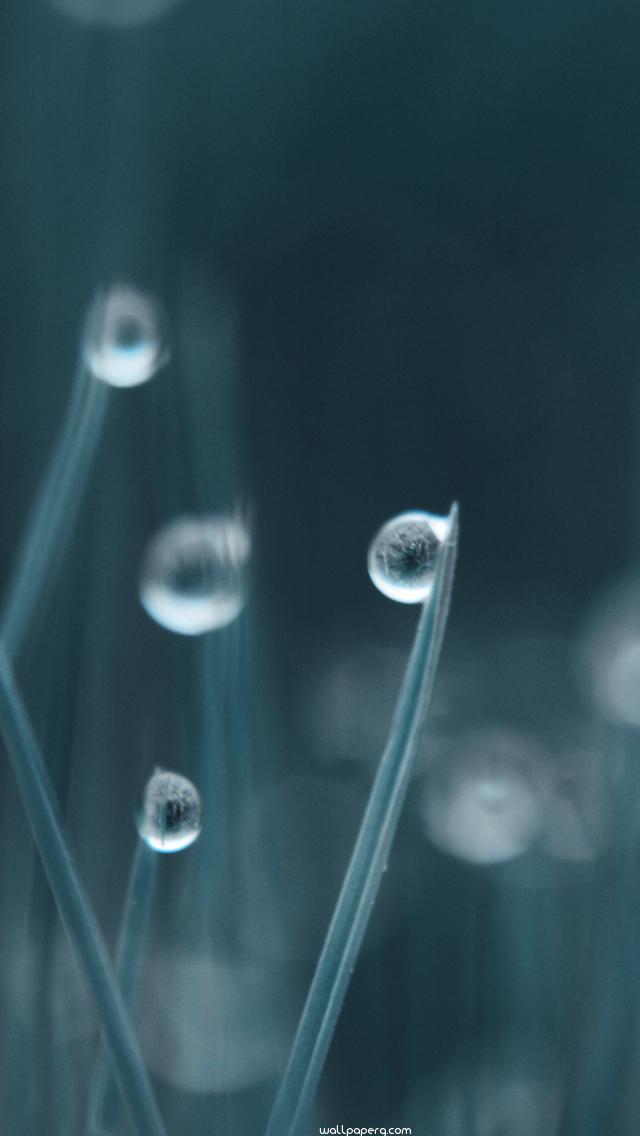 Download Drops dew hd wallpaper for mobile screen savers - Whatsapp  wallpapers for your mobile cell phone