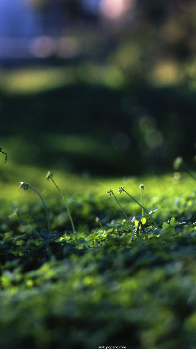 Download Grass level hd wallpaper for