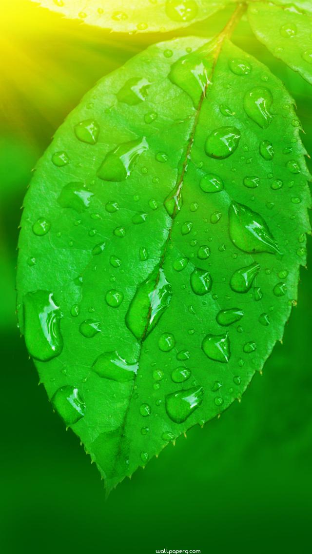 Download Green leaf iphone 5 wallpaper - Whatsapp wallpapers for your  mobile cell phone
