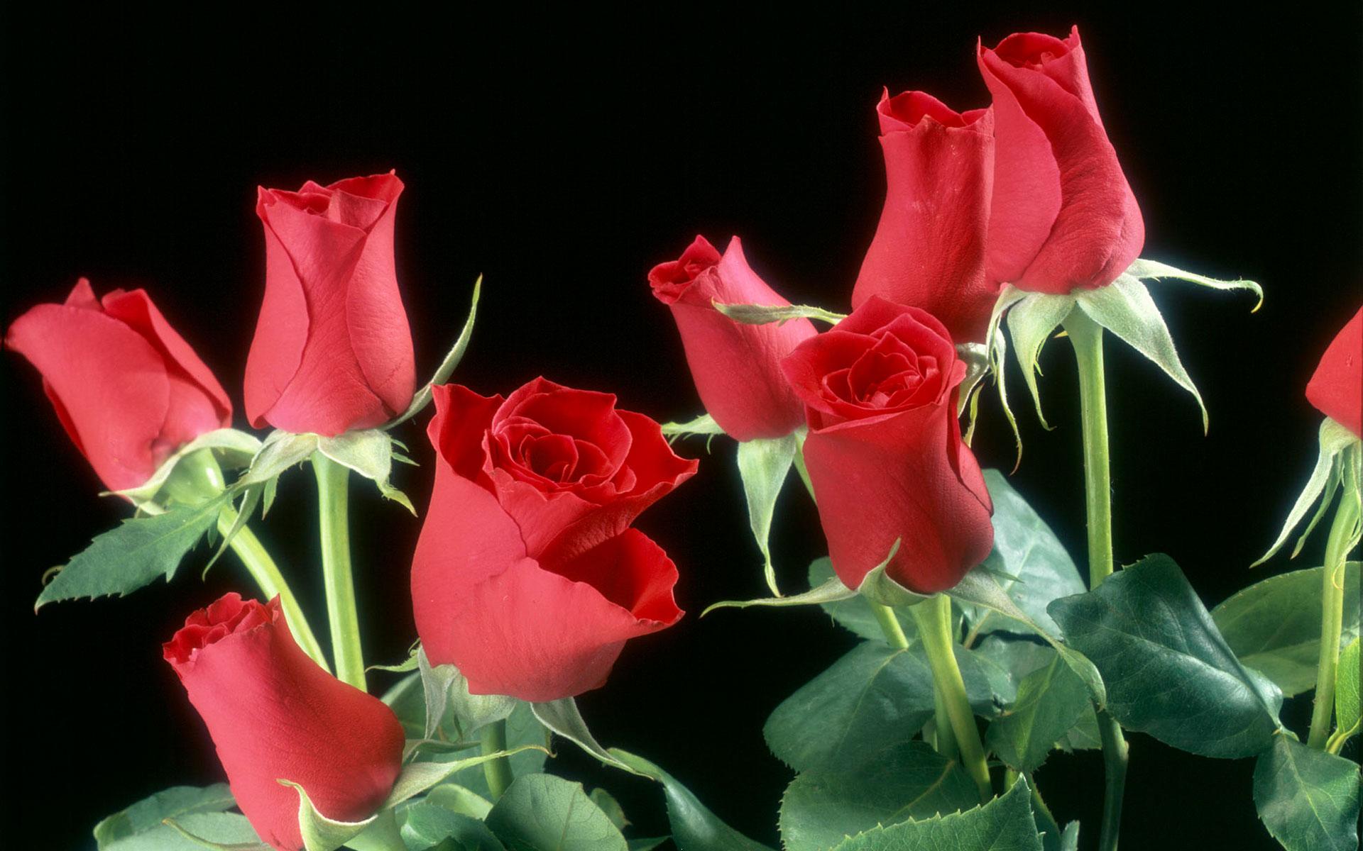 Download Red roses flowers - Nature and landscapes for your mobile cell  phone