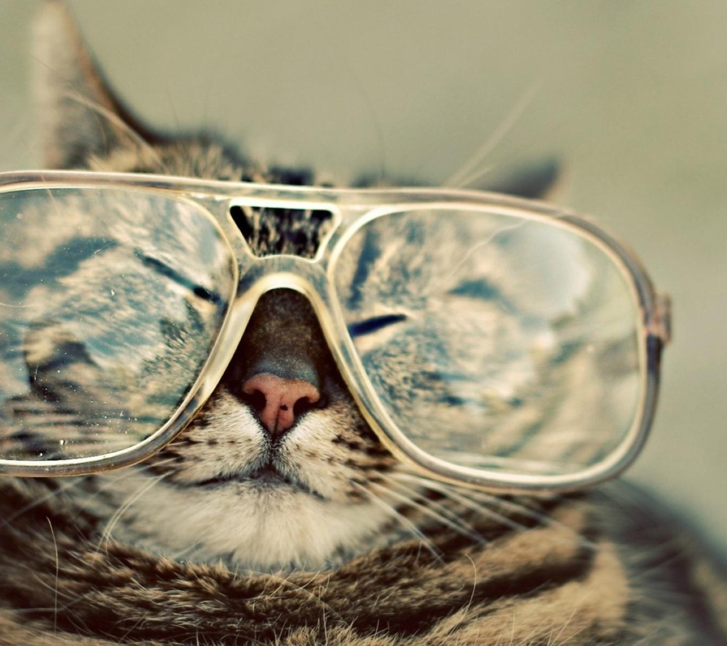 Download Gatito con lentes - Funny wallpapers for your mobile cell phone