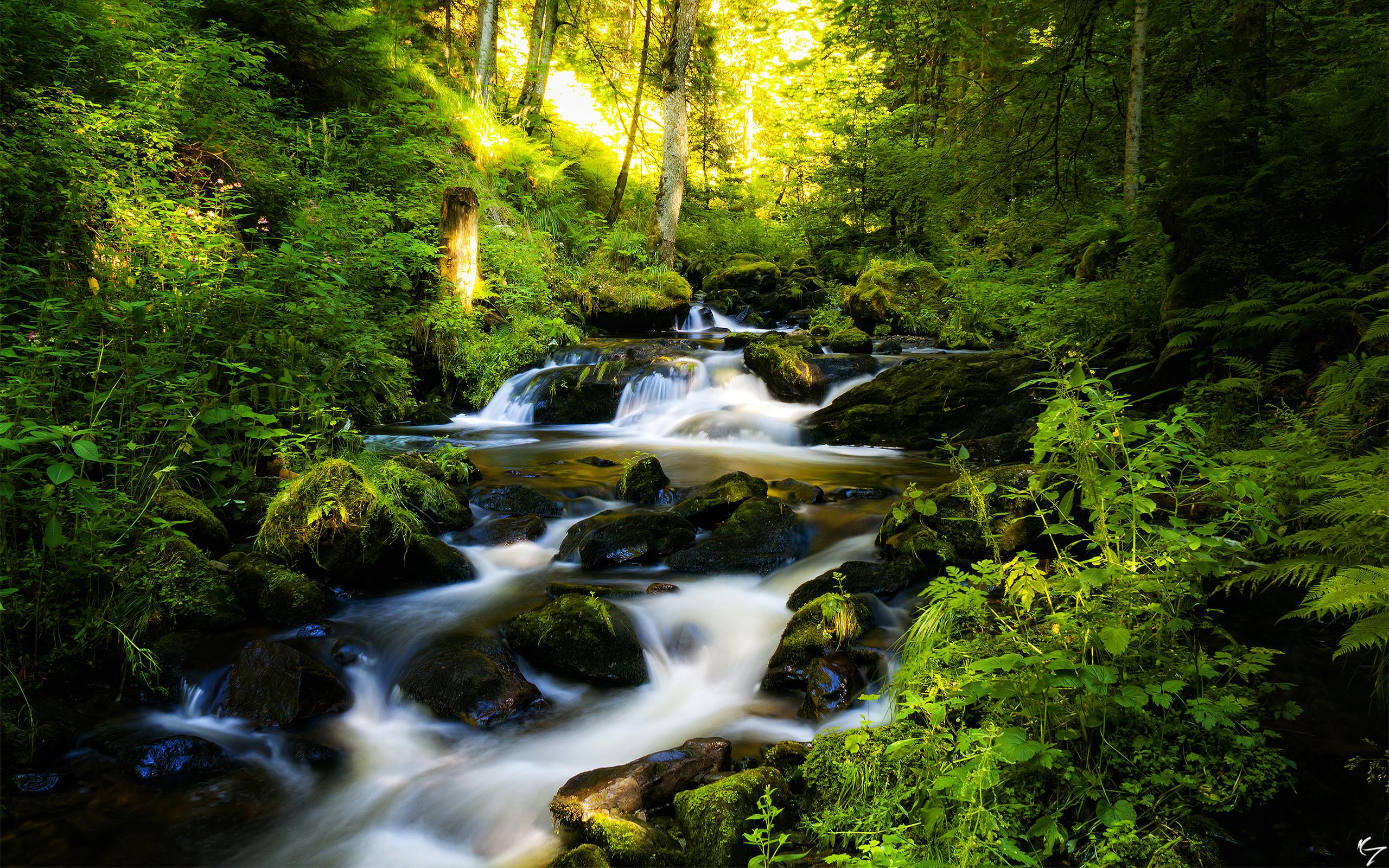 Download Black forest in germany - Nature and landscapes for your mobile  cell phone