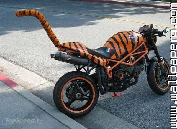 Download Tiger bike amazing funny - Whatsapp funny images for your mobile  cell phone