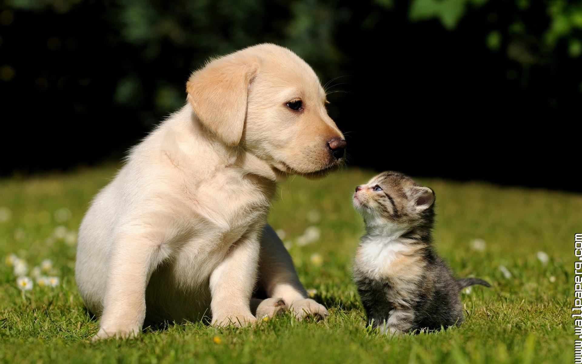 Download Cat and dog - Domestic animals for your mobile cell phone