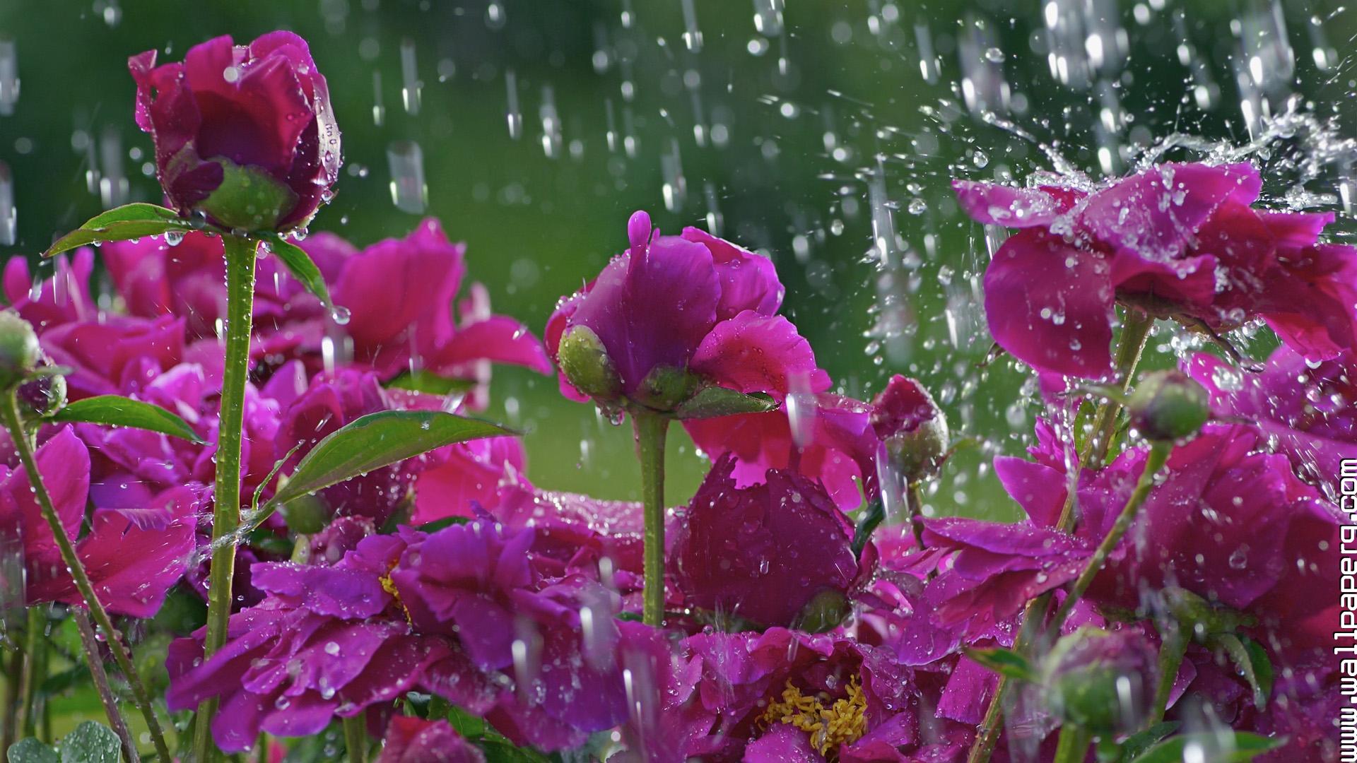 Download Beautiful blossoms in rain - Hd monsoon images- For Mobile Phone