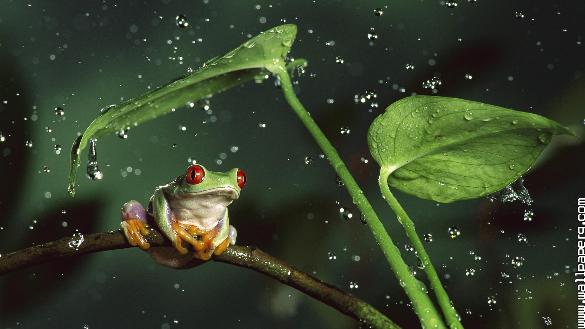 Download Hd frog in rain - Hd monsoon images for your mobile cell phone Download Hd frog in rain - Hd monsoon images for your mobile cell phone