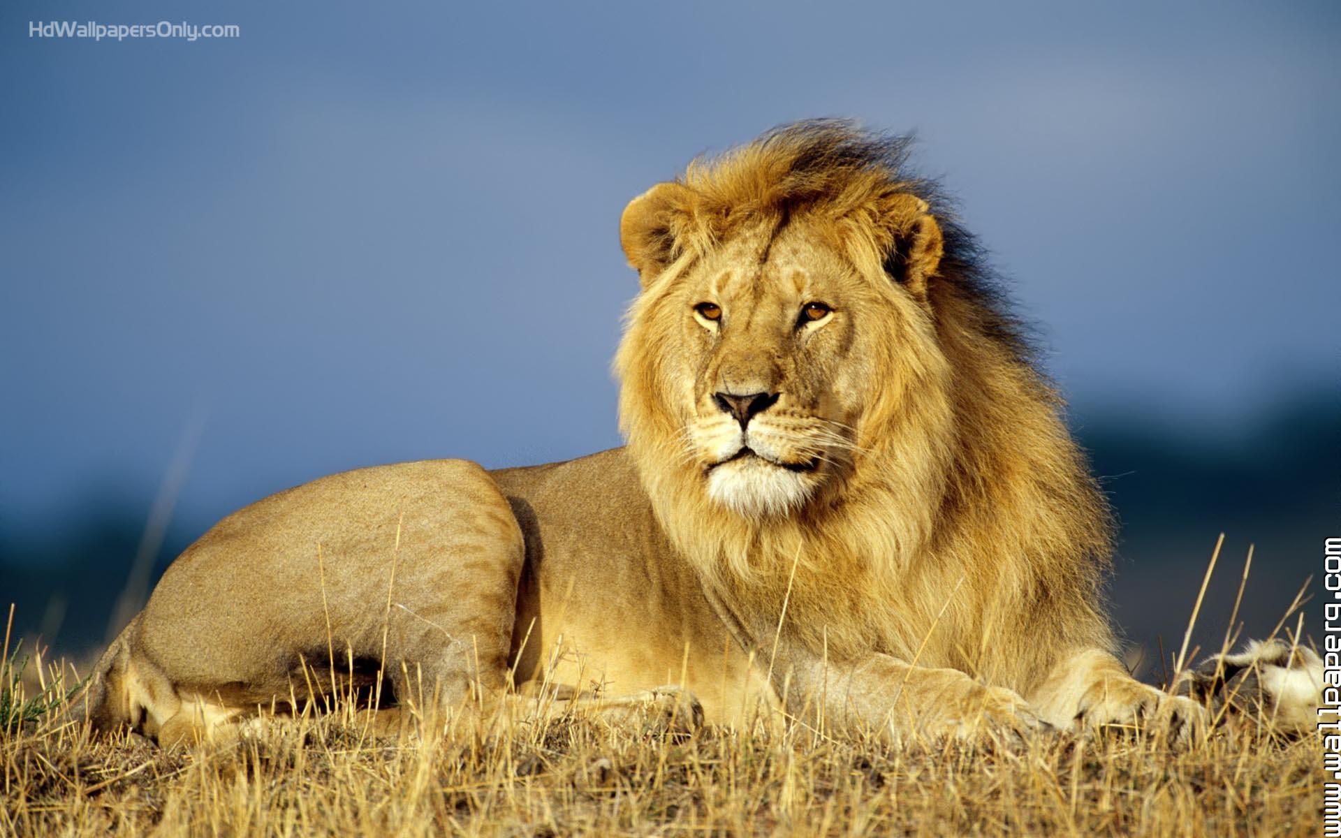Download African lions - Wild animals for your mobile cell phone
